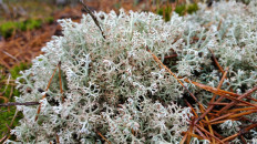Кладония оленья (Cladonia rangiferina)