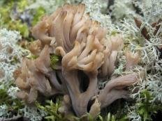 Клавулина гребенчатая (Clavulina coralloides)