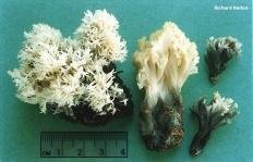 Рогатик гребенчатый (Clavulina coralloides)