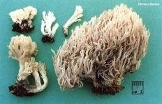 Clavulina cristata (Clavulina coralloides)
