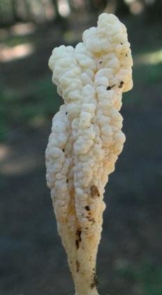 Клавулина морщинистая (Clavulina rugosa)