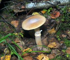 Колпак кольчатый (Cortinarius caperatus)