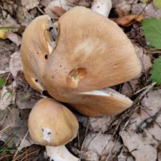 Колпак кольчатый (Cortinarius caperatus)