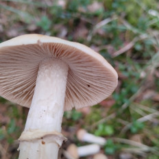 Колпак кольчатый (Cortinarius caperatus)