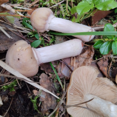Колпак кольчатый (Cortinarius caperatus)