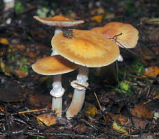 Колпак кольчатый (Cortinarius caperatus)