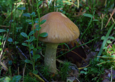 Колпак кольчатый (Cortinarius caperatus)