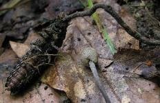 Кордицепс серо-пепельный (Ophiocordyceps entomorrhiza)
