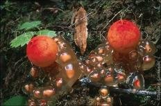 Красноустка киноварно-красная (Calostoma cinnabarina)