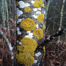 Ксантория настенная (Xanthoria parietina)