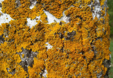 Ксантория настенная (Xanthoria parietina)