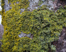 Ксантория настенная (Xanthoria parietina)