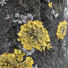 Ксантория настенная (Xanthoria parietina)