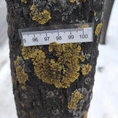 Ксантория настенная (Xanthoria parietina)