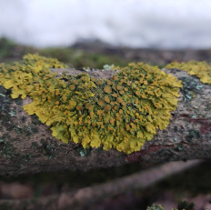 Ксантория настенная (Xanthoria parietina)
