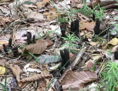 Ксилярия многообразная (Xylaria polymorpha)