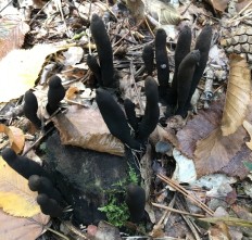 Ксилярия многообразная (Xylaria polymorpha)