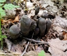 Ксилярия многообразная (Xylaria polymorpha)