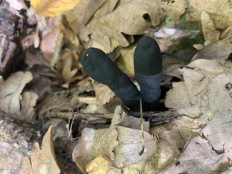 Ксилярия многообразная (Xylaria polymorpha)