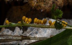 Леокарпус ломкий (Leocarpus fragilis)