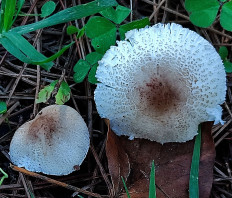 Лепиота лиловая (Lepiota lilacea)