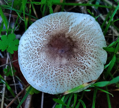 Лепиота лиловая (Lepiota lilacea)