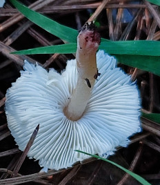 Лепиота лиловая (Lepiota lilacea)