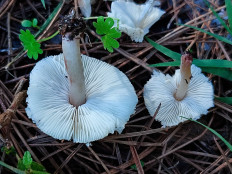 Лепиота лиловая (Lepiota lilacea)