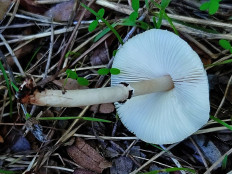 Лепиота лиловая (Lepiota lilacea)