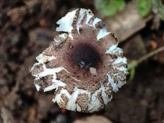 Лепиота лиловая (Lepiota lilacea)