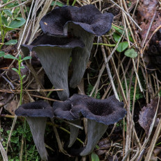 Лисичка черная (Craterellus cornucopioides)