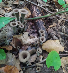 Лисичка черная (Craterellus cornucopioides)