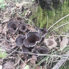 Лисичка черная (Craterellus cornucopioides)