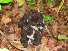 Лисичка черная (Craterellus cornucopioides)