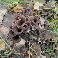 Лисичка черная (Craterellus cornucopioides)
