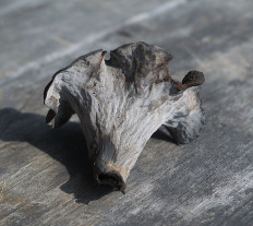 Лисичка черная (Craterellus cornucopioides)