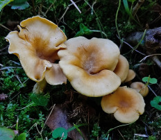 Лисичка ржавеющая (Cantharellus ferruginascens)