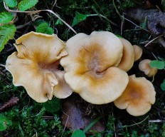Лисичка ржавеющая (Cantharellus ferruginascens)
