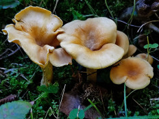 Лисичка ржавеющая (Cantharellus ferruginascens)
