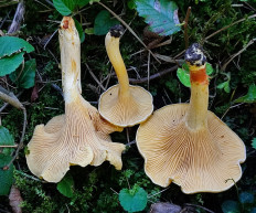 Лисичка ржавеющая (Cantharellus ferruginascens)