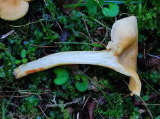 Лисичка ржавеющая (Cantharellus ferruginascens)