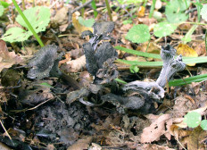 Лисичка серая (Cantharellus cinereus)