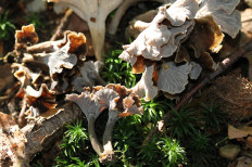 Лисичка серая (Cantharellus cinereus)