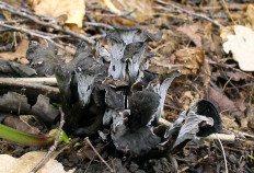 Лисичка серая (Cantharellus cinereus)