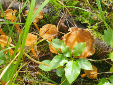 Лисичка желтеющая (Craterellus lutescens)