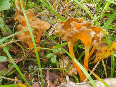 Лисичка желтеющая (Craterellus lutescens)