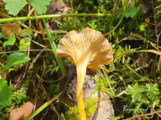 Лисичка желтеющая (Craterellus lutescens)