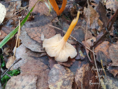 Лисичка желтеющая (Craterellus lutescens)