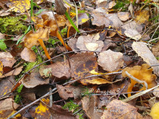 Лисичка желтеющая (Craterellus lutescens)