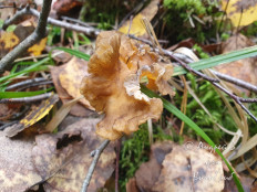 Лисичка желтеющая (Craterellus lutescens)